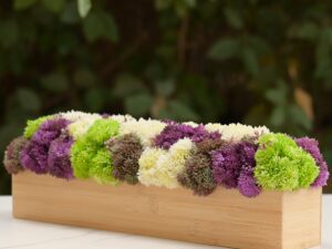 The Vivid Sedum Box